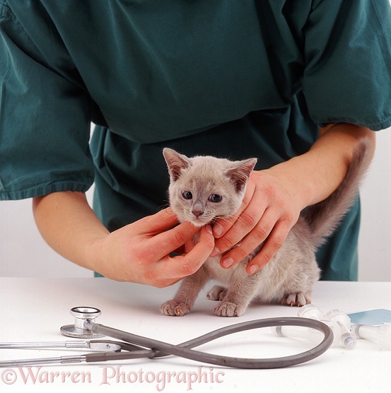 Vet feeling lymph glands of lilac Tonkinese kitten before its primary vaccination at 9 weeks old, white background