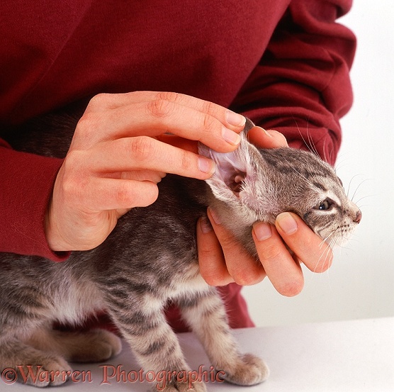 Examining the ear of grey tabby kitten, 12 weeks old, white background