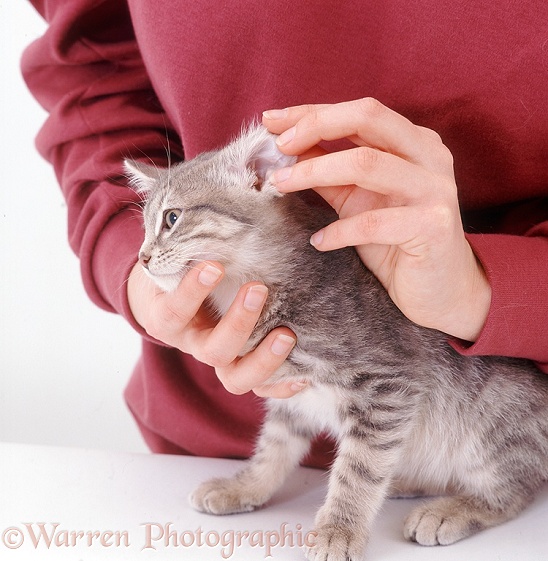 Kate examining a blue-spotted kitten, 12 weeks old; looking in the ear to check for signs of ear mites, white background