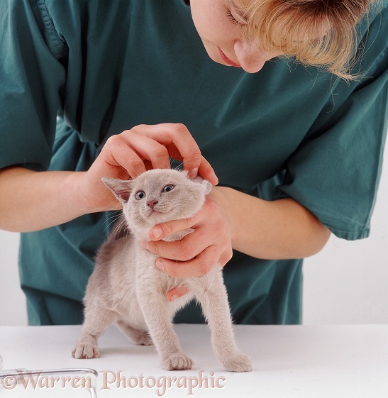 Vet examining a Tonkinese kitten before its primary vaccination at 9 weeks old; checking the ears, white background