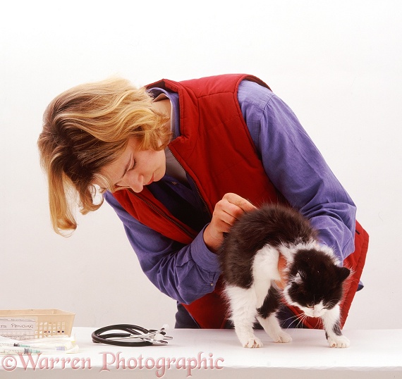 Vet examining black-and-white kitten before its first vaccination at 9 weeks old, white background
