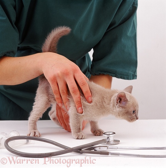 Vet examining a Tonkinese kitten before its primary vaccination at 9 weeks old; palpating the abdomen, white background