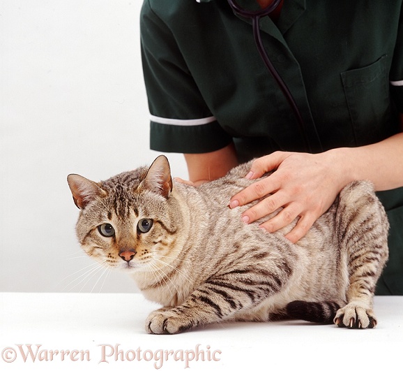 Veterinary nurse examining Bengal cat, Tagor, white background