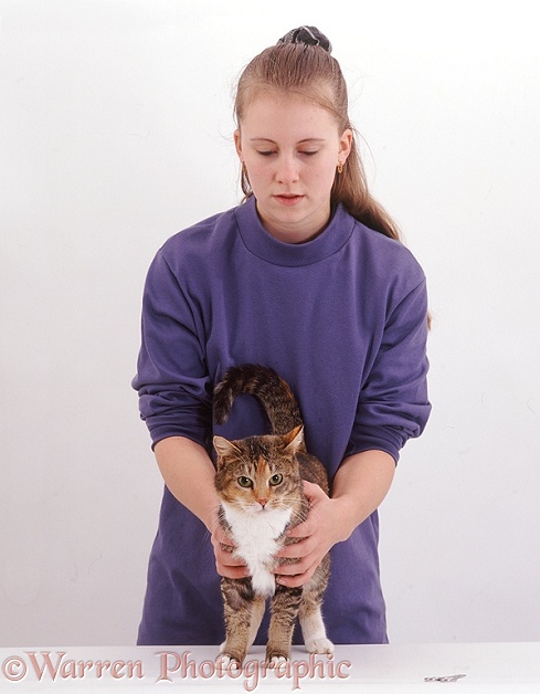 Veterinary nurse feeling tortoiseshell cat for injury, white background