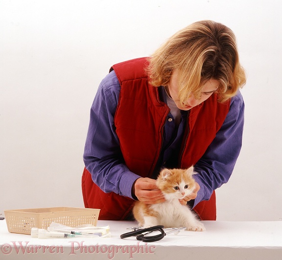 Vet examining a fluffy ginger-and-white kitten before its primary vaccination at 9 weeks old; feeling that the neck glands are not enlarged, white background