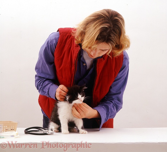 Vet examining black-and-white kitten before its first vaccination at 9 weeks old; feeling the neck glands, white background