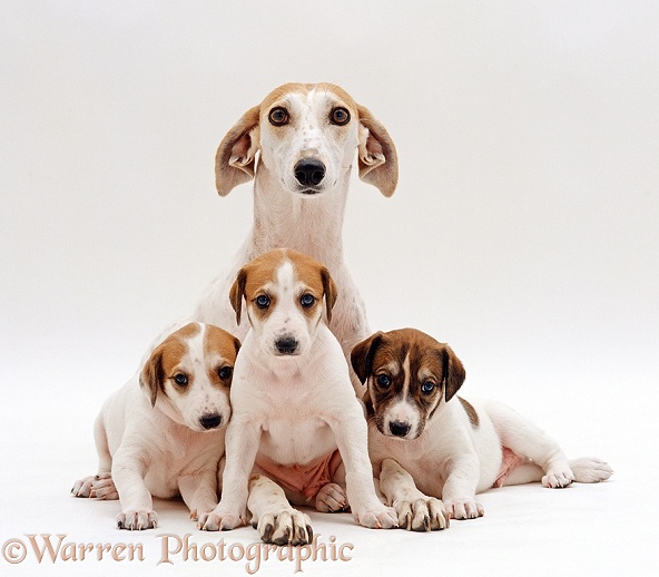 Greyhound Lurcher bitch, Libby, with three pups, 4 weeks old, white background