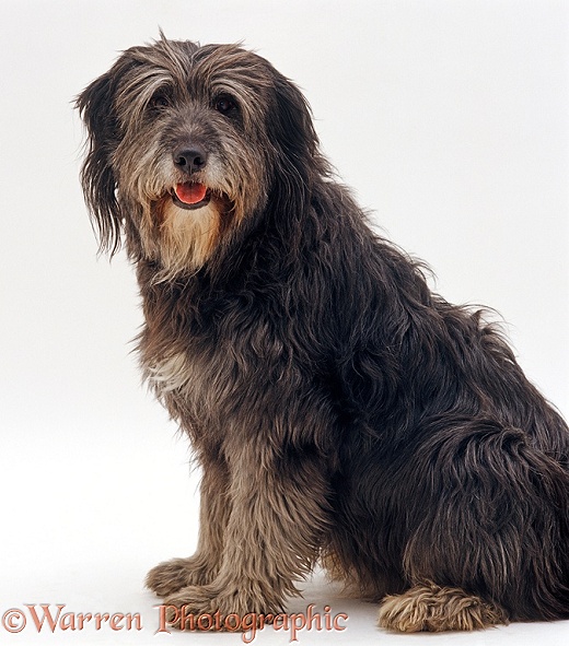 Broken-coated Lurcher dog, Gremlin, 6 years old, sitting, white background