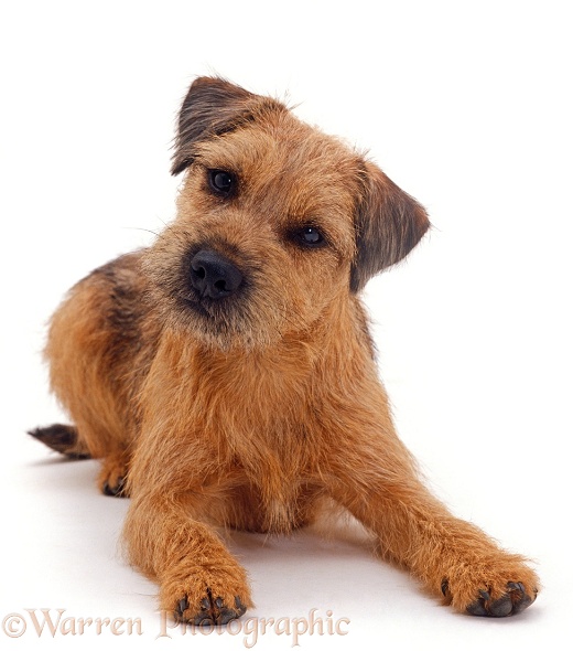 Border Terrier dog, lying down with head up, tilted, white background