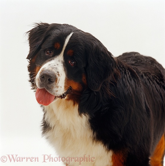 Bernese Mountain Dog bitch, 10 months old, white background
