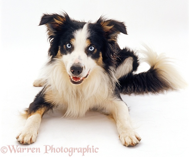 Tricolour Border Collie dog, Baloo, lying down with head up, white background