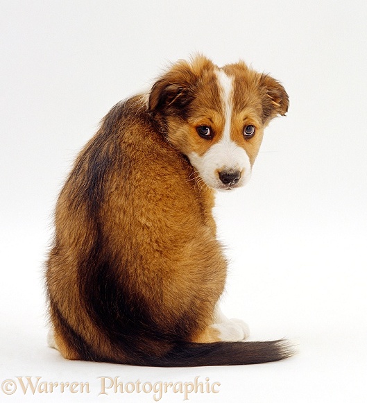 Sable Border Collie puppy, Spex, 9 weeks old, looking over his shoulder, white background