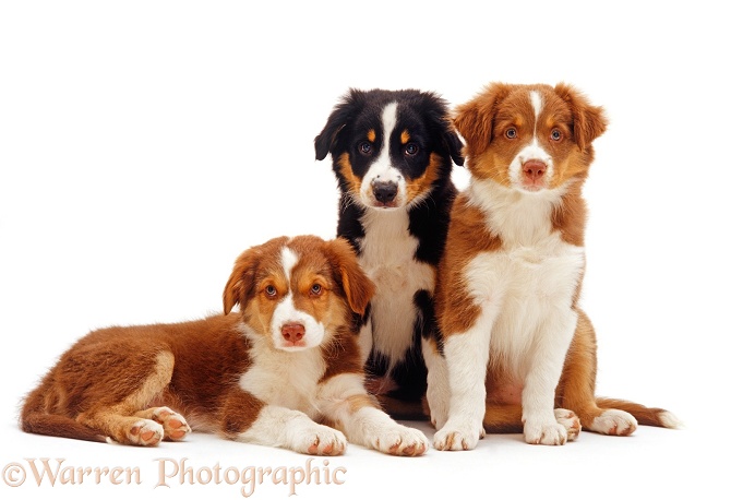 Three Black tricolour and red tricolour Border Collie puppies, 9 weeks old, sitting and lying together, white background