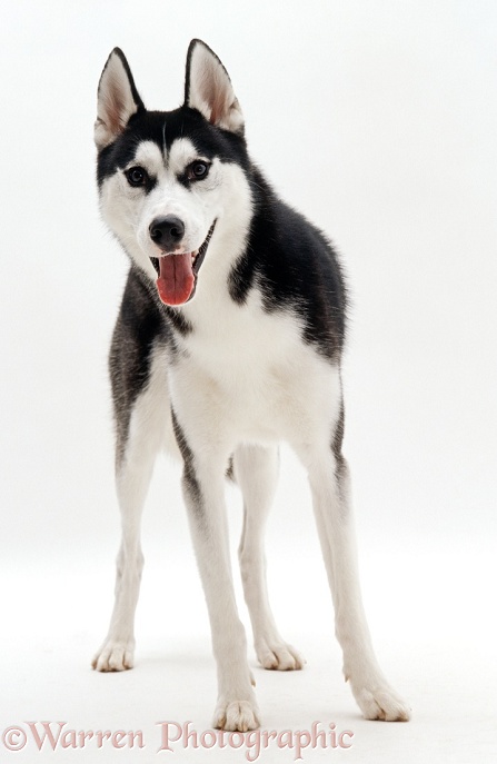 Siberian Husky dog standing, white background
