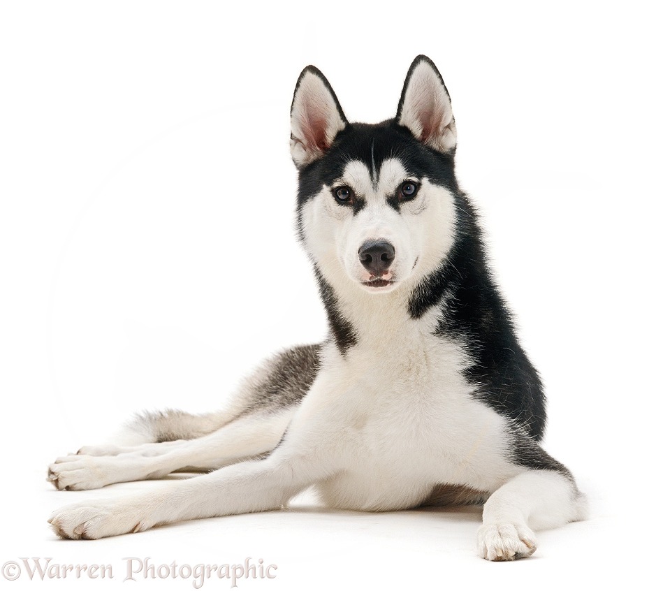 Siberian Husky dog, lying down with head up, white background