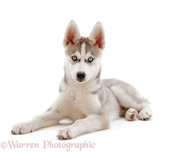 Siberian Husky pup, 9 weeks old, lying with head up, white background