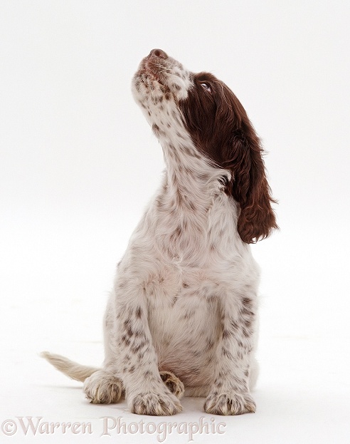 English Springer Spaniel puppy, 8 weeks old, sitting and looking up, expecting a treat, white background