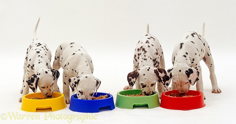Four Dalmatian puppies standing in a line and eating from multicoloured bowls, white background