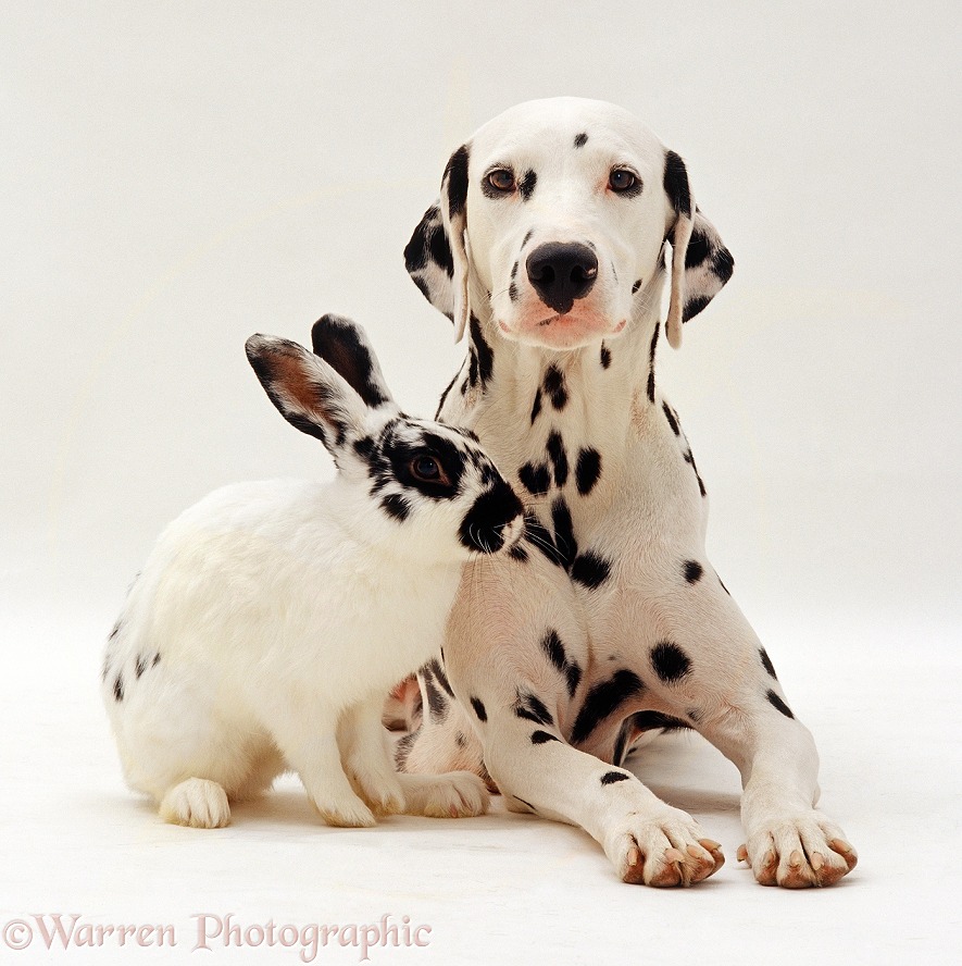 Dalmatian lying down with a black-and-white rabbit, white background