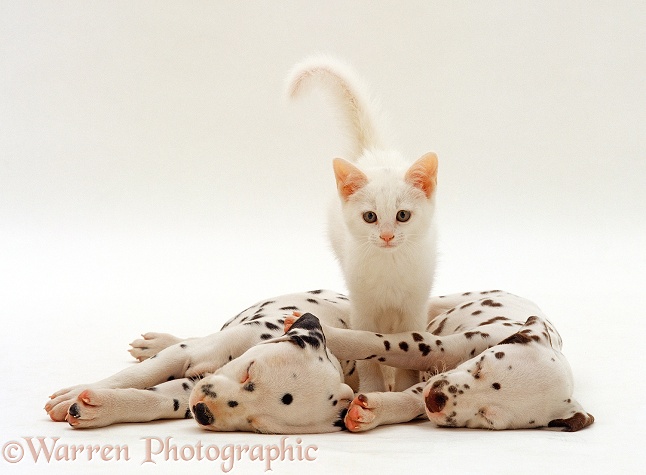 Two Dalmatian puppies sleeping next to each other with a white kitten standing in between them, white background