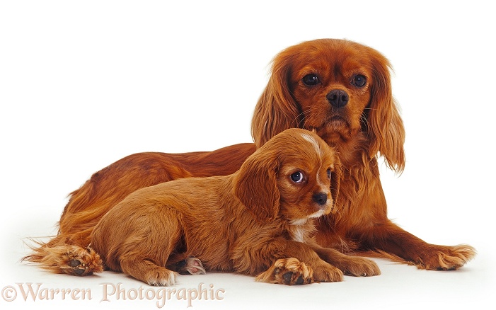 Ruby Cavalier King Charles Spaniel mother and puppy, 8 weeks old, white background
