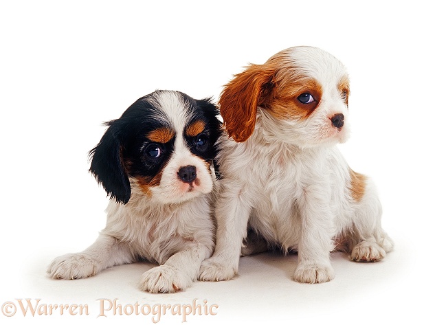 Tricolour & Blenheim Cavalier King Charles Spaniel puppies, 6 weeks old, sitting together, white background