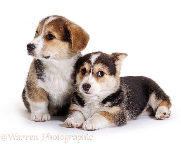 Two Pembrokeshire Welsh Corgi puppies, 9 weeks old, ears starting to prick, white background