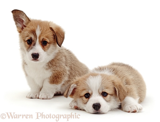 Two Pembrokeshire Welsh Corgi puppies, 7 weeks old, one with ears starting to prick, white background
