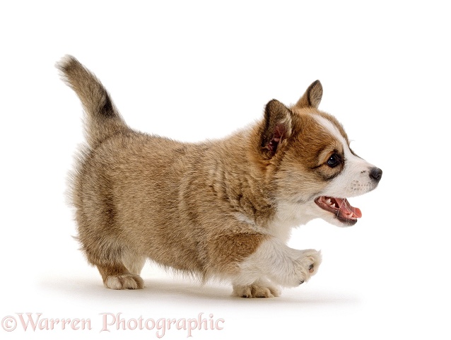 Pembrokeshire Welsh Corgi undocked dog puppy, 8 weeks old, walking, white background