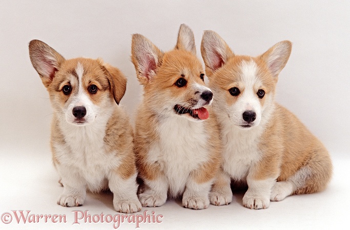 Three Pembrokeshire Welsh Corgi puppies, 10 weeks old, one with one ear down, sitting in a line, white background