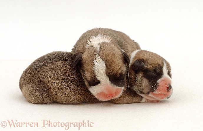 Two very young sleeping Pembrokeshire Welsh Corgi puppies, 1 day old, white background