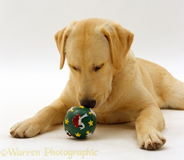 Labrador x Golden Retriever sniffing squeaky Christmas ball, white background