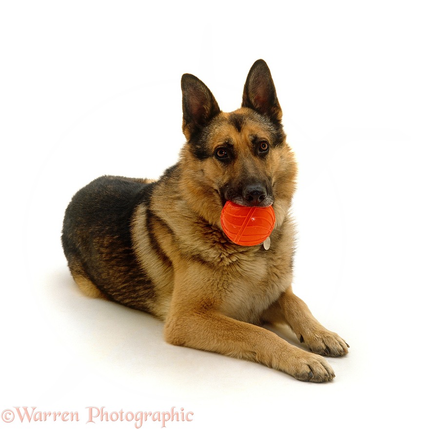 German Shepherd Dog holding a ball, white background