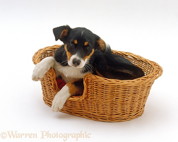 Tricolour Border Collie puppy, 12 weeks old, waking up from a sleep in her wicker basket bed, white background