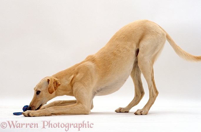 Saluki lurcher, Swift, play-bowing with toy between his paws, white background