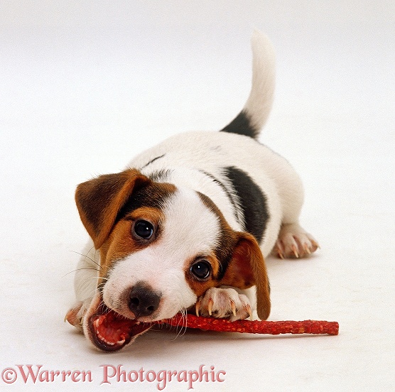 Jack Russell Terrier puppy, 9 weeks old, chewing on a chew-stick, white background