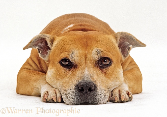 Red Staffordshire Bull Terrier bitch, Tess, 3 years old, lying with her chin on the floor and looking sad, white background