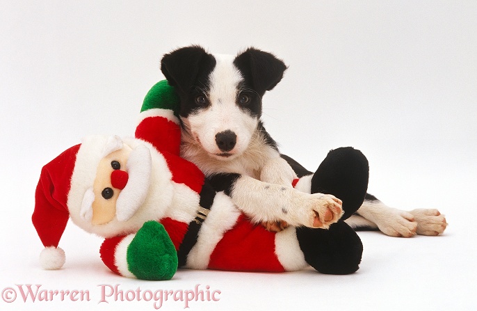 Border Collie puppy playing with toy Father Christmas, white background