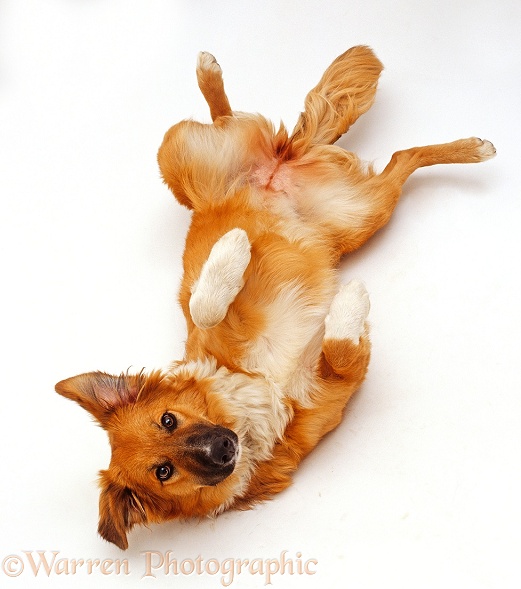 Border Collie x (Terrier x Shih-Tzu) bitch, Bliss, 7 months old, lying on her back and looking up, white background