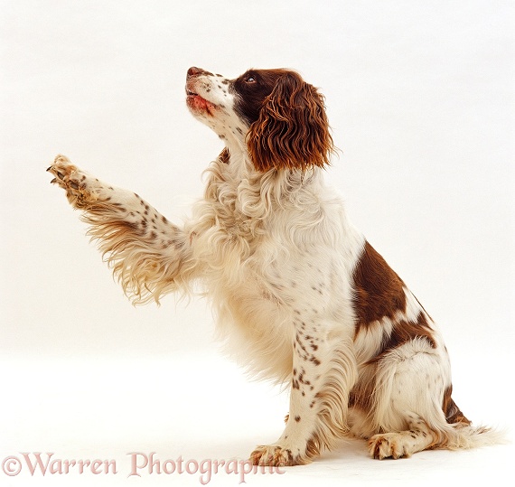English Springer spaniel dog, Rob, giving paw and looking up, white background