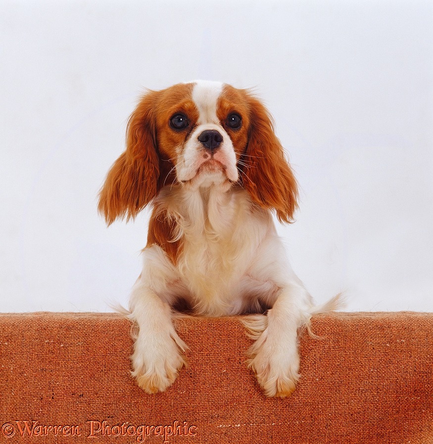 Blenheim Cavalier King Charles Spaniel bitch with paws up on wall, white background