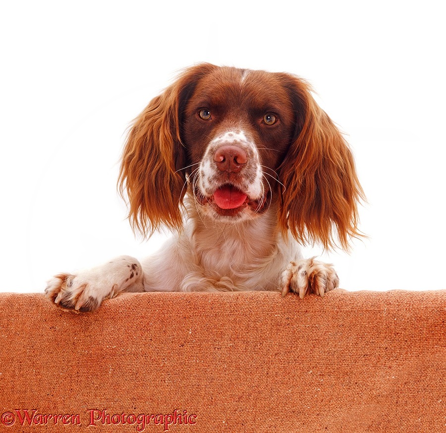English Springer Spaniel face portrait with paws up on wall, white background