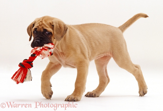 English Mastiff pup with ragger toy, white background