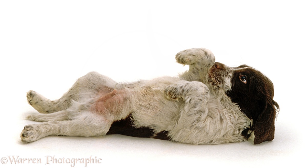 Springer Spaniel pup rolling over in submissive display, white background