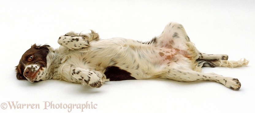 English Springer Spaniel pup, 5 months old, rolling over on back in submissive display, white background