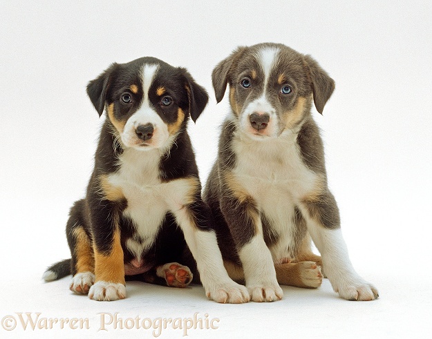 Two tricolour Border Collie puppies sitting together, white background