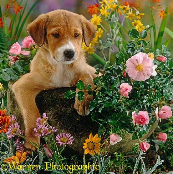 Border Collie puppy, 7 weeks old, amongst flowers