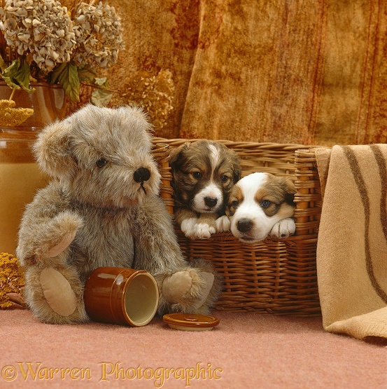 Two Border Collie puppies looking out of dog basket bed, with teddy bear and brown pot