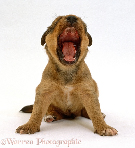 Lakeland Terrier x Border Collie puppy, 4 weeks old, yawning, white background