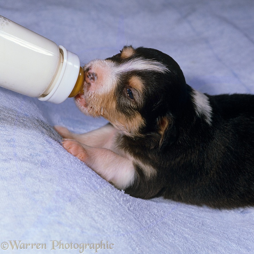 Border Collie puppy, 19 days old, bottle feeding